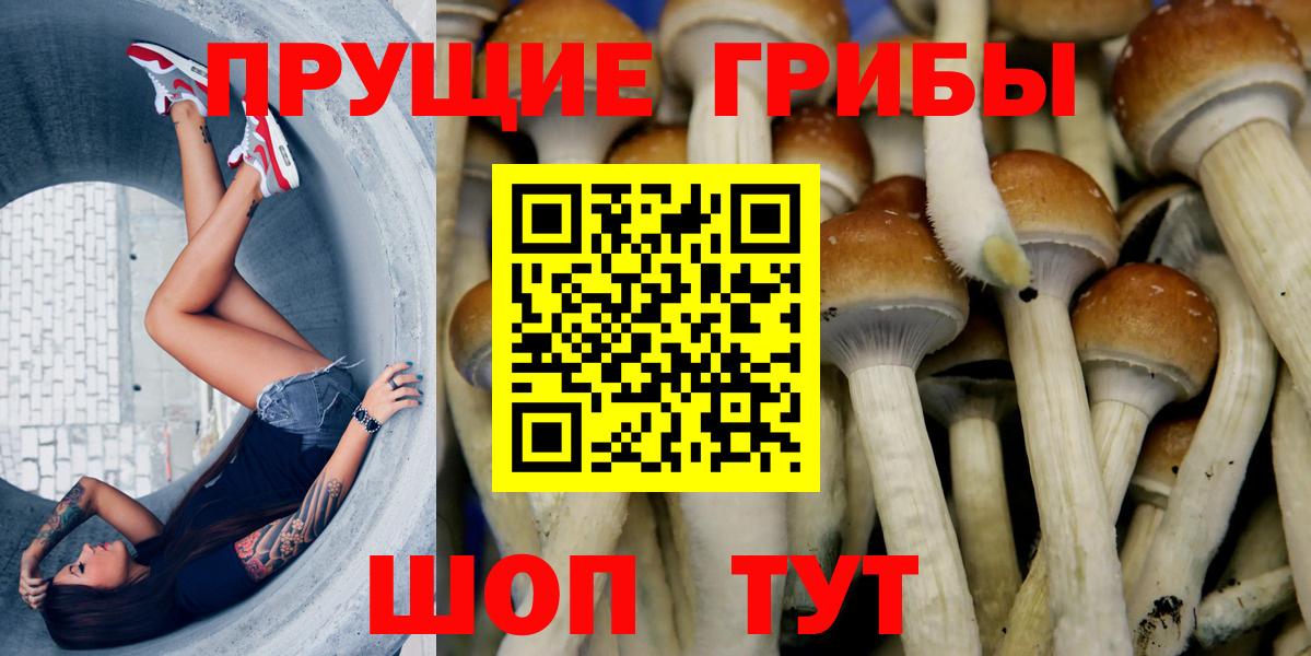 Владимир  где найти   Вход с VPN  Псилоцибиновые грибы GOLDEN TEACHER 